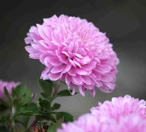 Chrysanthemum_Plant