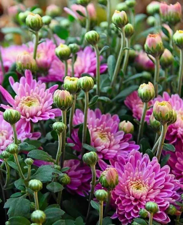 Chrysanthemum_Plant