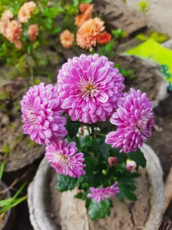 Chrysanthemum_Plant
