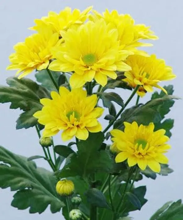 Chrysanthemum_Live_Flowering_Plant