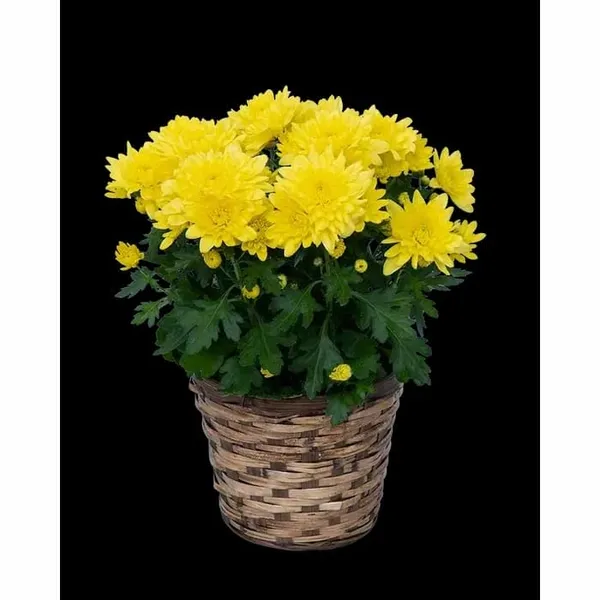 Chrysanthemum_Live_Flowering_Plant