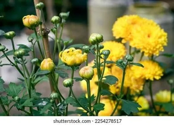 Chrysanthemum_Live_Flowering_Plant