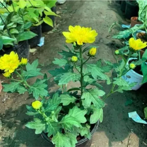 Chrysanthemum_Live_Flowering_Plant