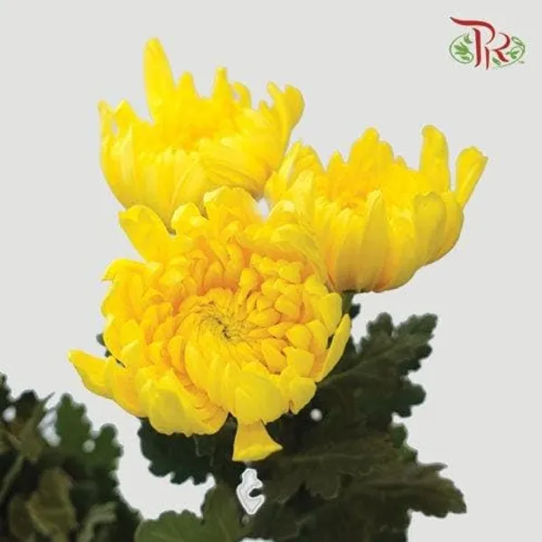 Chrysanthemum_Live_Flowering_Plant