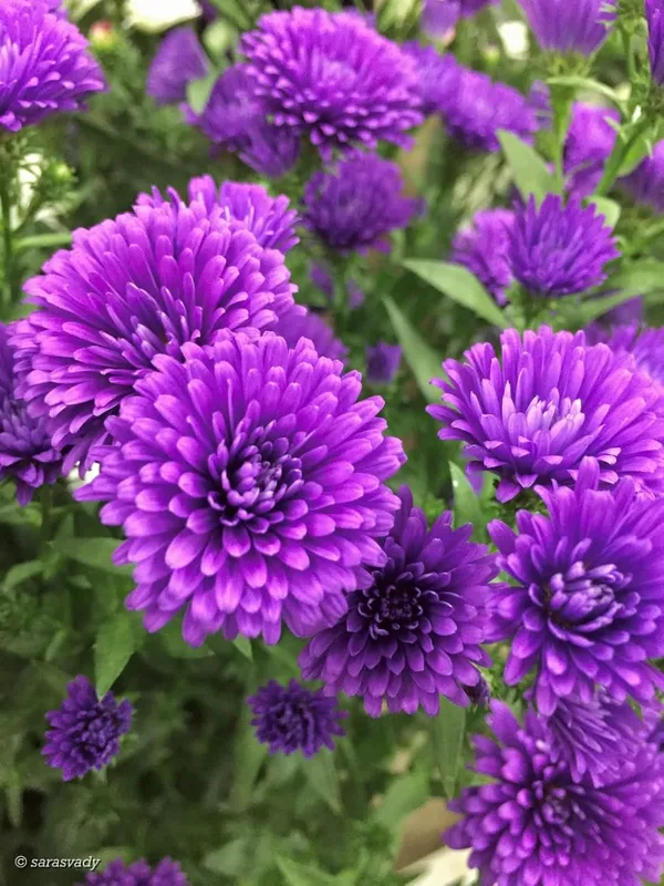 Chrysanthemum_Live_Flowering_Plant