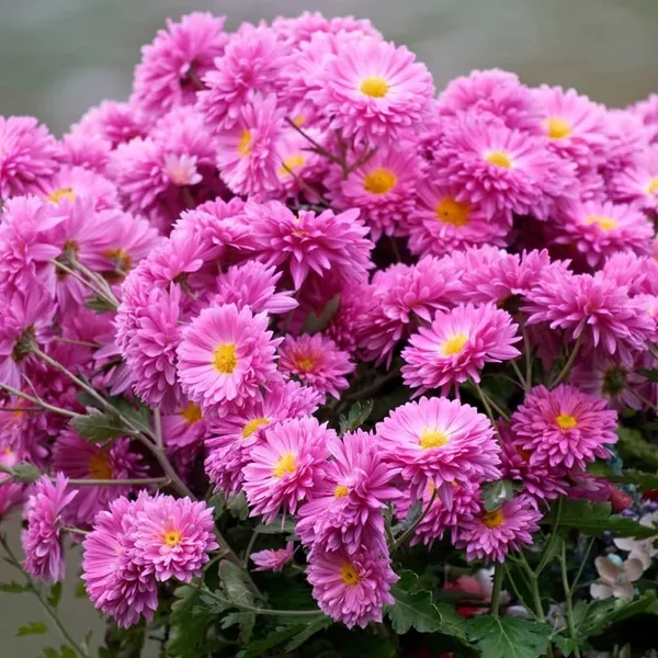 Chrysanthemum_Live_Flowering_Plant