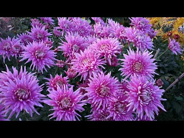 Chrysanthemum_Live_Flowering_Plant