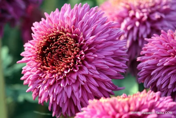 Chrysanthemum_Live_Flowering_Plant