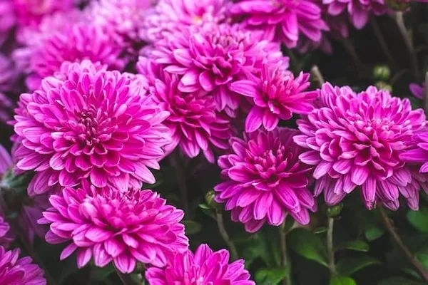 Chrysanthemum_Live_Flowering_Plant