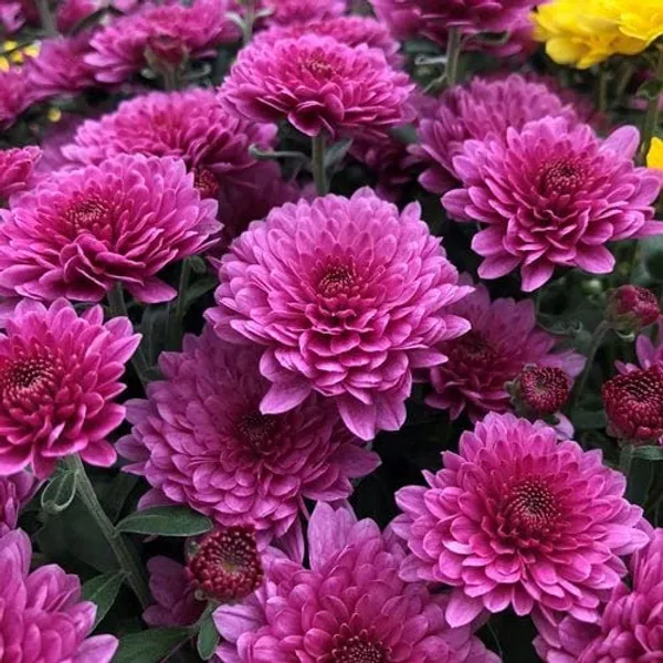 Chrysanthemum_Live_Flowering_Plant