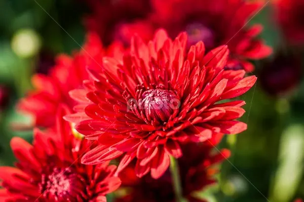 Chrysanthemum_Live_Flowering_Plant