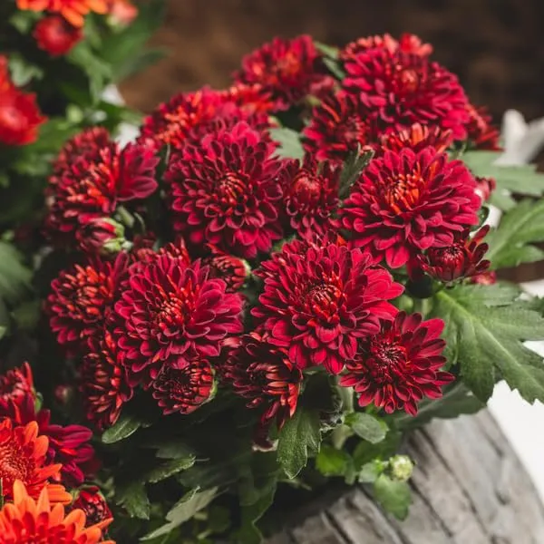 Chrysanthemum_Live_Flowering_Plant