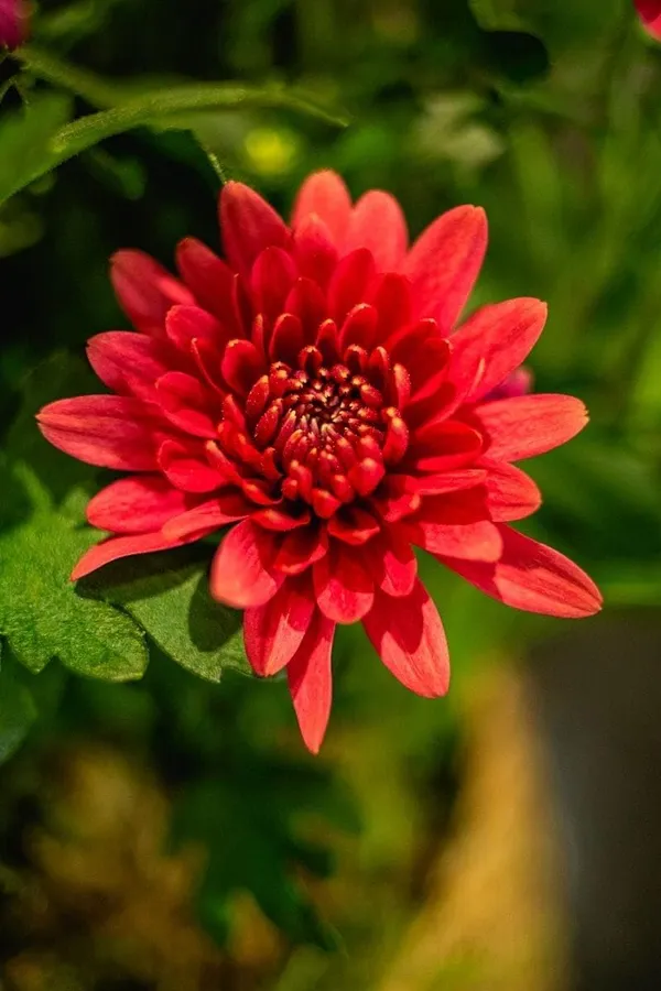 Chrysanthemum_Live_Flowering_Plant