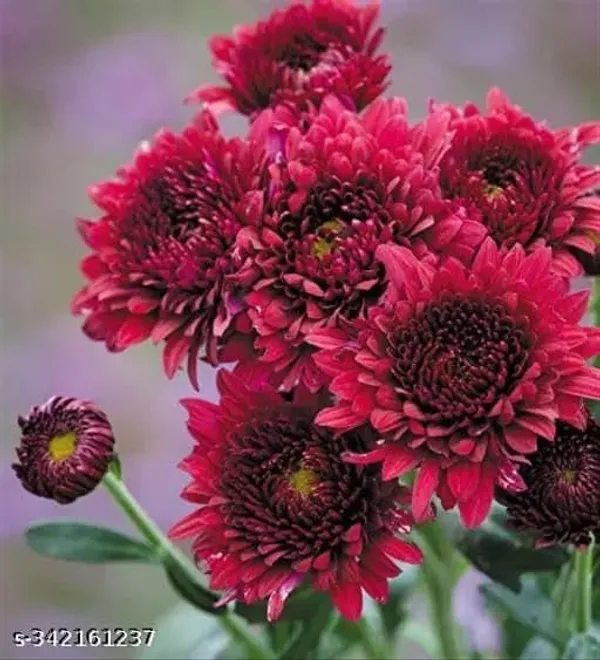 Chrysanthemum_Live_Flowering_Plant