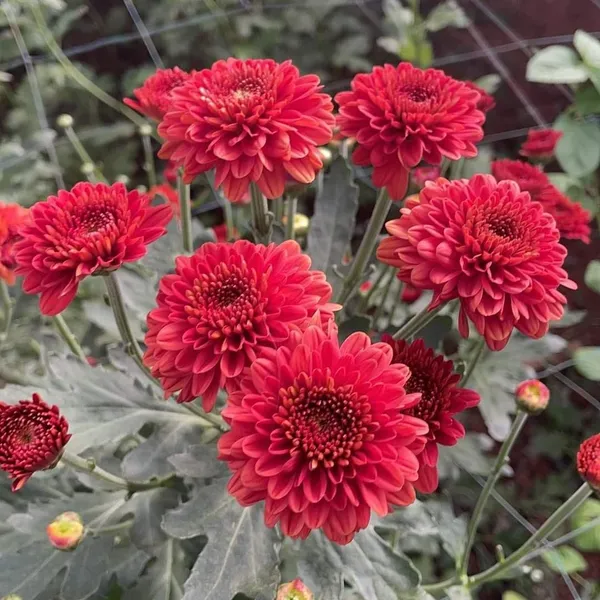 Chrysanthemum_Live_Flowering_Plant
