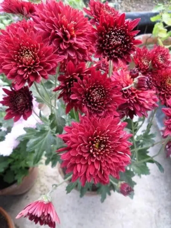 Chrysanthemum_Live_Flowering_Plant