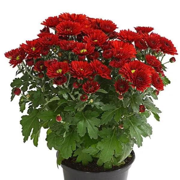 Chrysanthemum_Live_Flowering_Plant