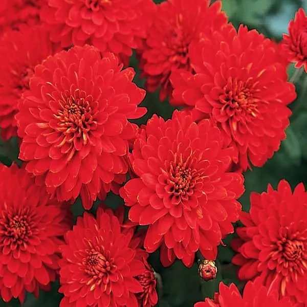 Chrysanthemum_Live_Flowering_Plant