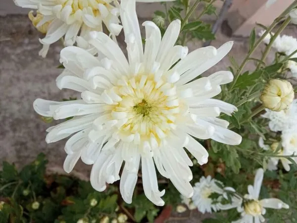 Chrysanthemum_Live_Flowering_Plant