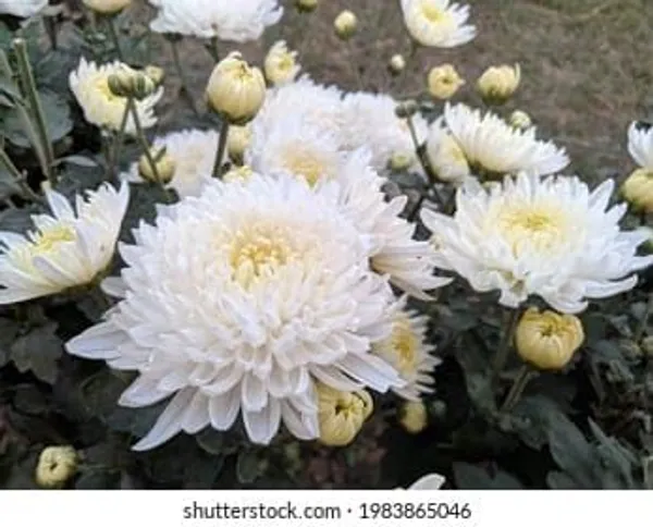 Chrysanthemum_Live_Flowering_Plant