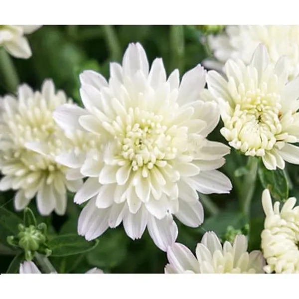 Chrysanthemum_Live_Flowering_Plant