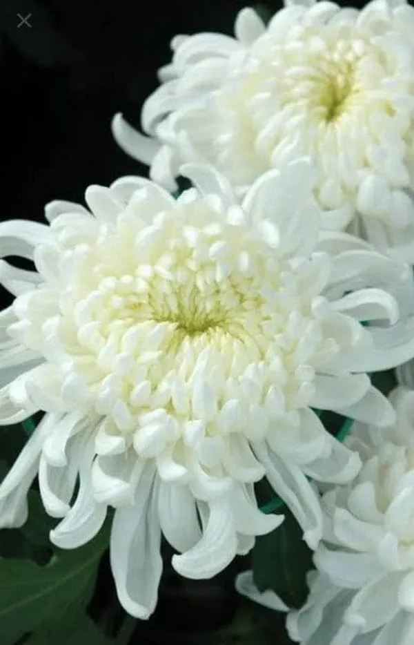 Chrysanthemum_Live_Flowering_Plant
