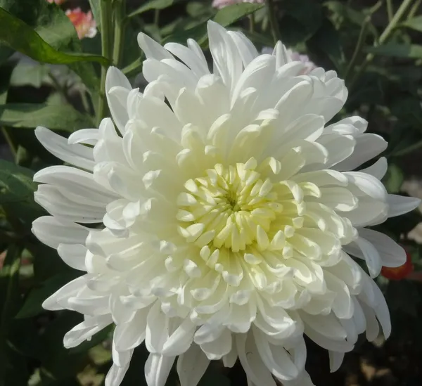 Chrysanthemum_Live_Flowering_Plant