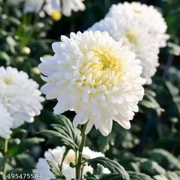 Chrysanthemum_Live_Flowering_Plant