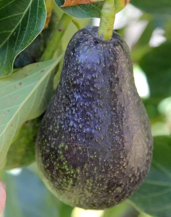 Avocado_Grafted_Fruit_Plant