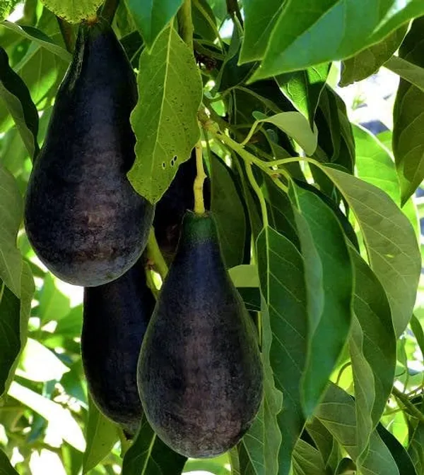 Avocado_Grafted_Fruit_Plant