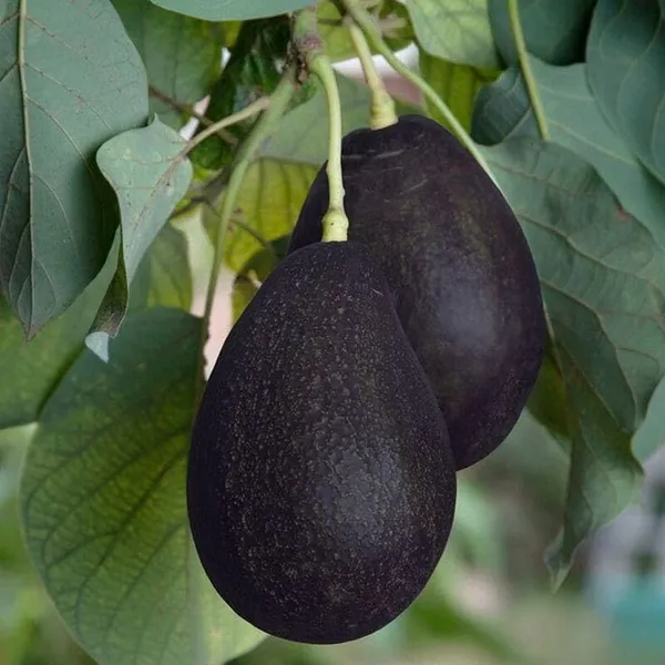 Avocado_Grafted_Fruit_Plant