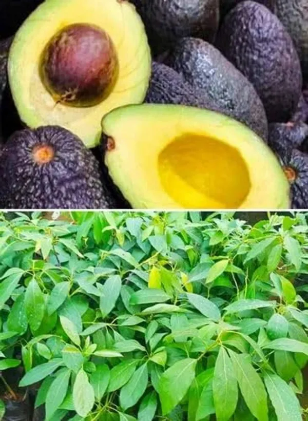 Avocado_Grafted_Fruit_Plant