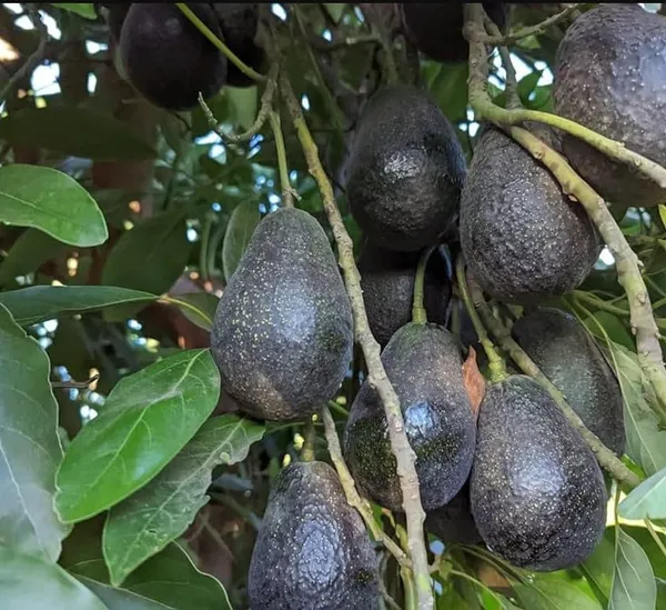 Avocado_Grafted_Fruit_Plant