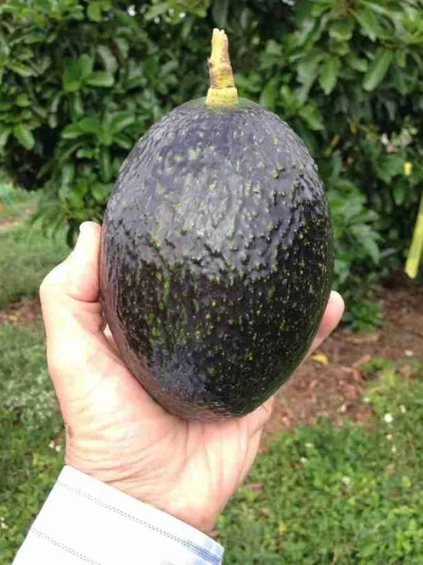 Avocado_Grafted_Fruit_Plant