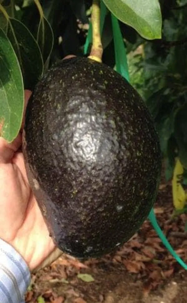 Avocado_Grafted_Fruit_Plant