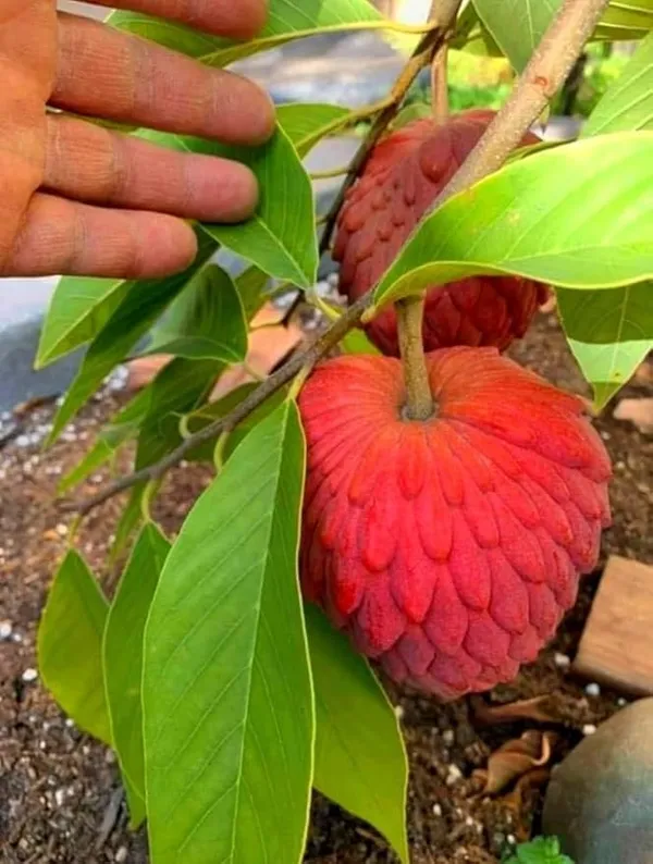 Custard_Apple_Grafted_Fruit_Plant