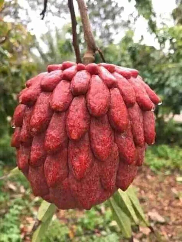 Custard_Apple_Grafted_Fruit_Plant