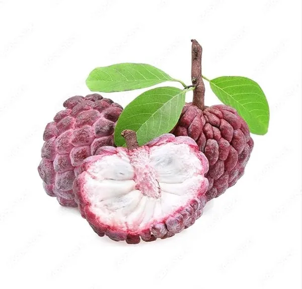 Custard_Apple_Grafted_Fruit_Plant
