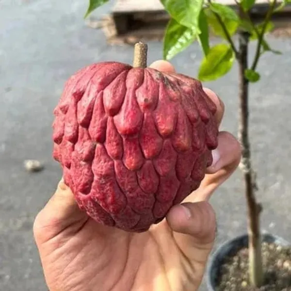 Custard_Apple_Grafted_Fruit_Plant