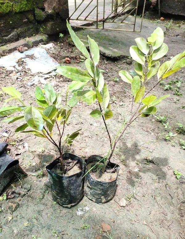 Custard_Apple_Grafted_Fruit_Plant