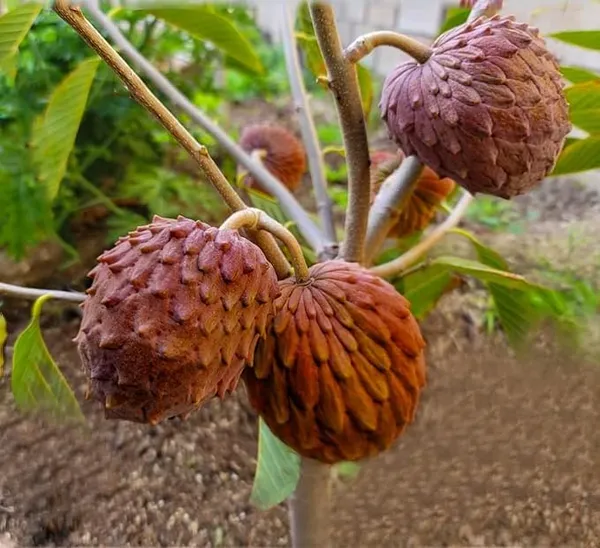 Custard_Apple_Grafted_Fruit_Plant