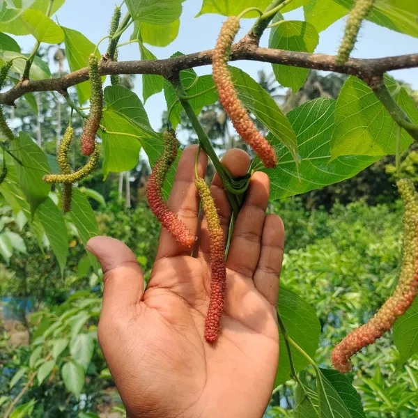 Mulberry_Fruit_Plant