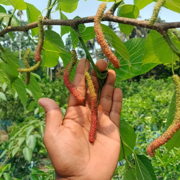Mulberry_Fruit_Plant