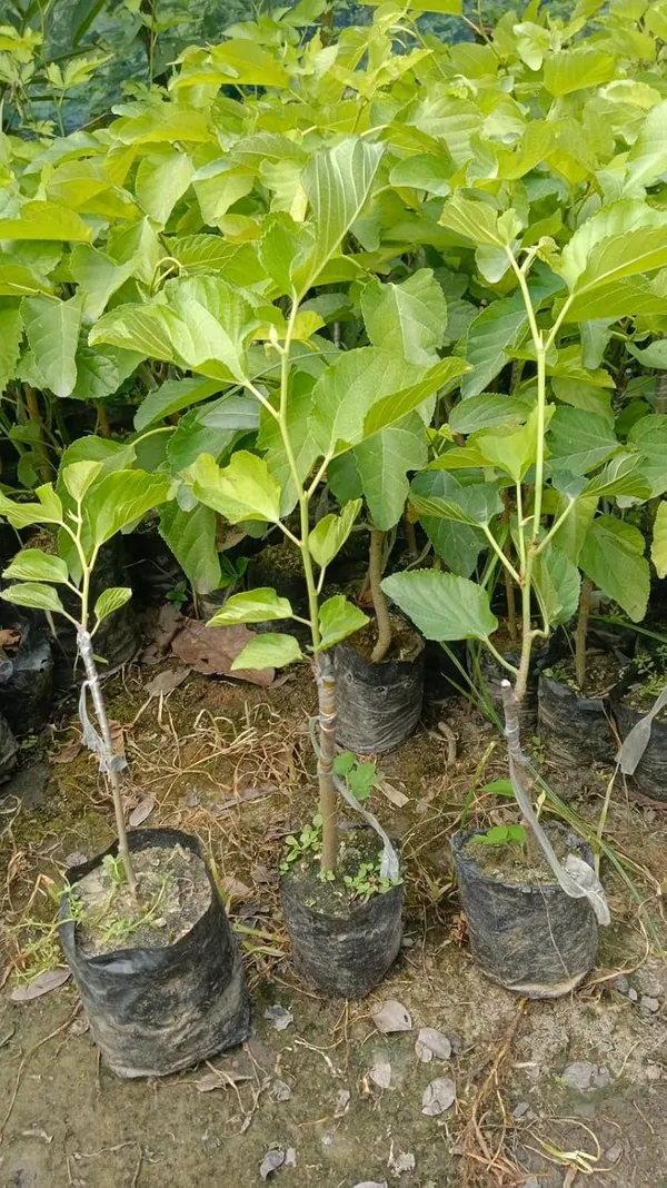 Mulberry_Fruit_Plant