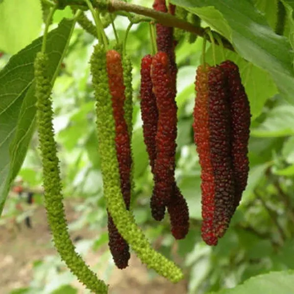 Mulberry_Fruit_Plant