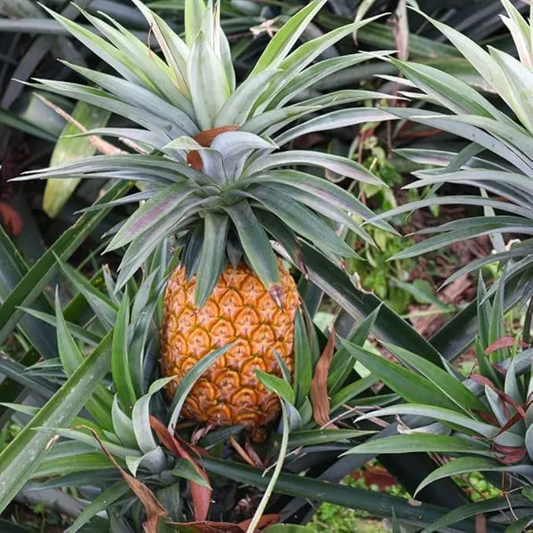 Pineapple_Live_Fruit_Plant
