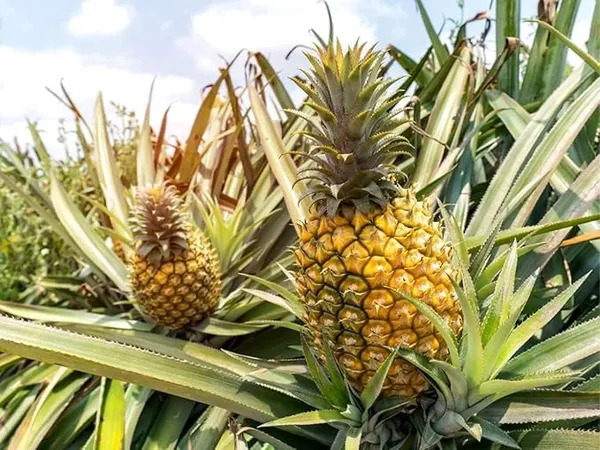 Pineapple_Live_Fruit_Plant