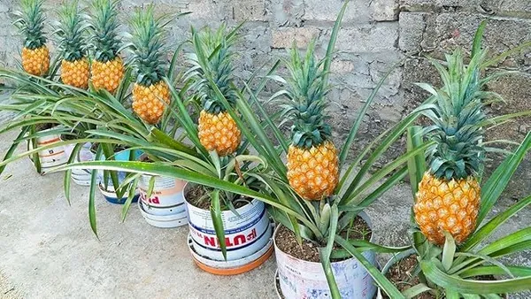 Pineapple_Live_Fruit_Plant