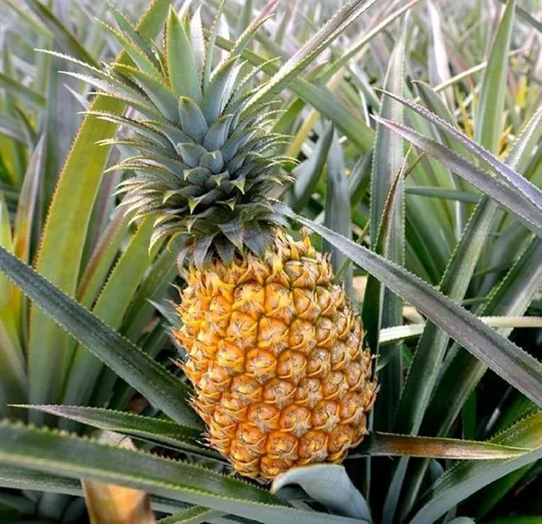Pineapple_Live_Fruit_Plant