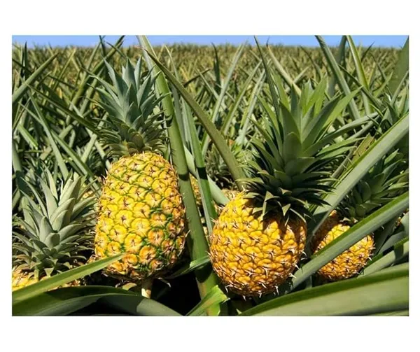 Pineapple_Live_Fruit_Plant